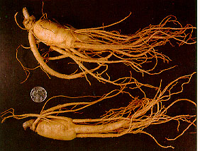 Ginseng